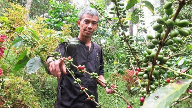 Ayi Sutedja Soemali, petani yang membudidayakan kopi Gunung Puntang. Credit: scopi.or.id