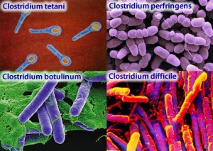 styrofoam-pic9-clostridium_bacteria